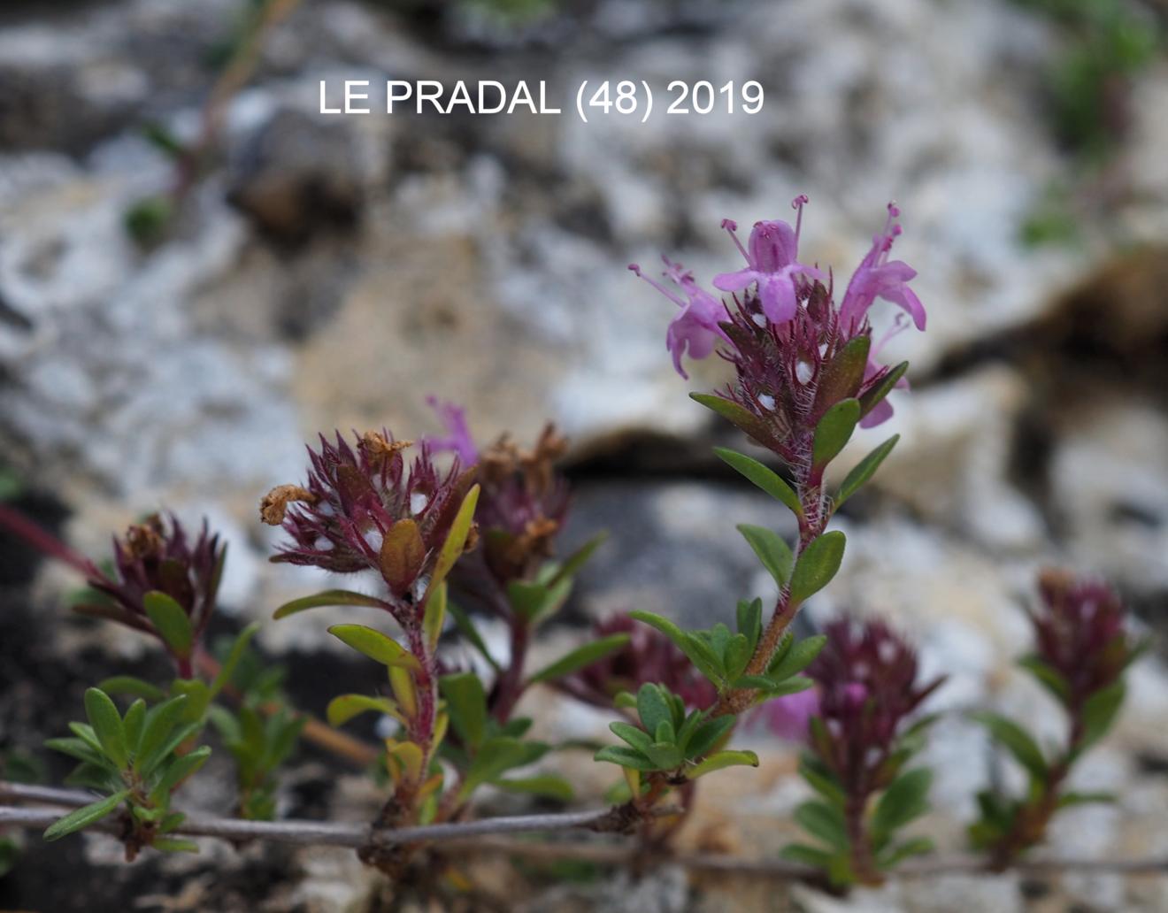 Thyme, (Dolomite)